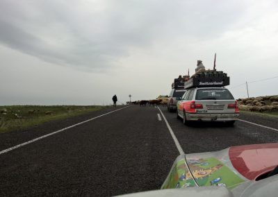 Einmal mehr Schafe im Weg