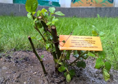 Die Doris Leuthard Rose